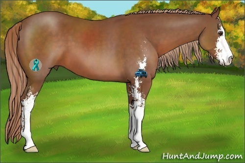 Horse Color:Chestnut Sabino 