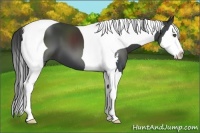 Horse Color:Black Sabino Splash Tobiano 