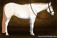 Horse Color:White Spotted Amber Cream Champagne Pearl Dun Sabino Rabicano