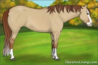 Horse Color:Red Dun Splash 