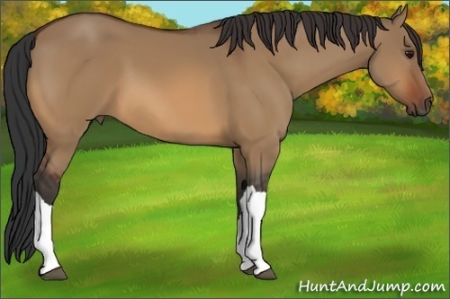 Horse Color:Bay Dun 