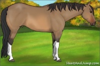 Horse Color:Bay Dun