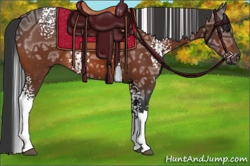 Horse Color:White Spotted Bay Ice Tobiano 
