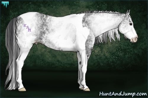 Horse Color:White Spotted Black Ice Tobiano 