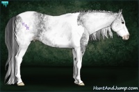 Horse Color:White Spotted Black Ice Tobiano 