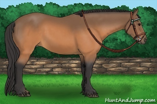 Horse Color:Buckskin 