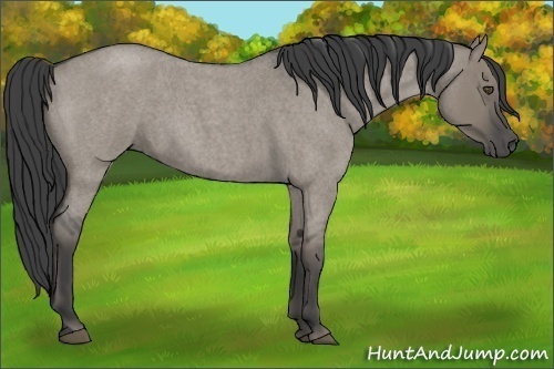 Horse Color:Smoky Grullo Roan Frame 