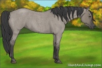Horse Color:Smoky Grullo Roan Frame 