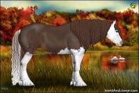 Horse Color:Liver Chestnut Splash 