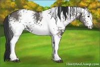 Horse Color:White Spotted Grullo 