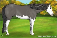 Horse Color:Grullo Sabino Splash