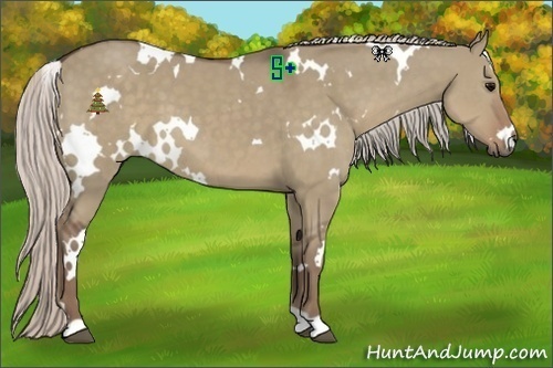 Horse Color:White Spotted Silver Grullo
