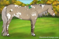 Horse Color:White Spotted Silver Grullo 