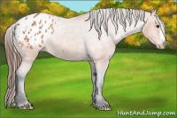 Horse Color:Bay Appaloosa Rabicano 