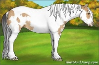 Horse Color:Bay Dun Splash Tobiano Frame Rabicano