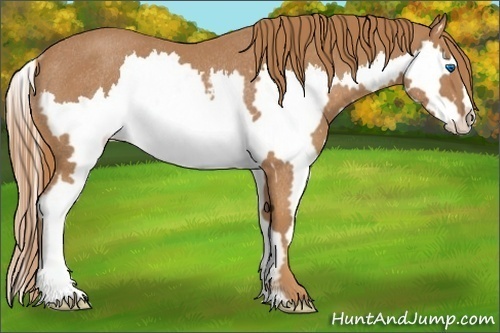 Horse Color:Chestnut Sabino Splash Frame Rabicano 
