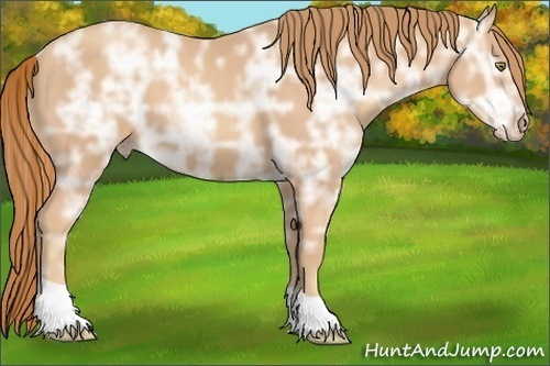 Horse Color:Gold Champagne Ice 