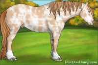 Horse Color:Gold Champagne Ice 