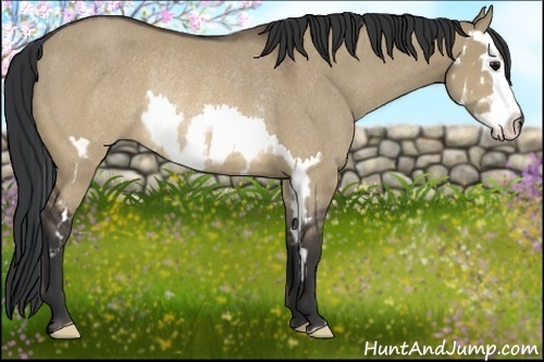 Horse Color:Brown Dun Splash Frame Rabicano 