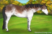 Horse Color:White Spotted Bay 