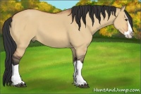 Horse Color:Bay Dun Splash 