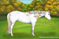Horse Color:Chestnut Sabino Splash