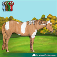 Horse Color:Grullo Sabino Brindle