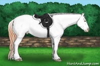 Horse Color:Sable Cream Champagne Dun Appaloosa 
