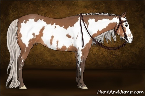 Horse Color:White Spotted Silver Bay Frame 