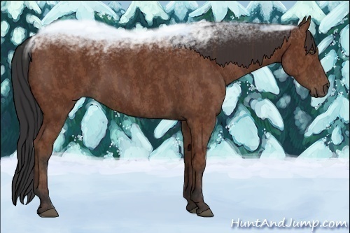 Horse Color:Bay Roan  Brindle