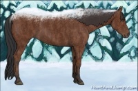 Horse Color:Bay Roan Brindle