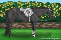 Horse Color:Black  Brindle