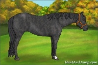 Horse Color:Black  Brindle