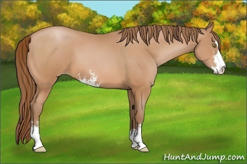 Horse Color:Bay Pearl Sabino 