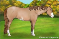 Horse Color:Bay Pearl Sabino 