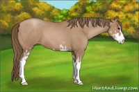 Horse Color:Black Pearl Sabino