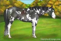 Horse Color:White Spotted Black Sabino
