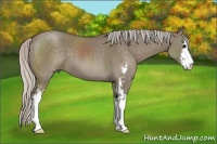 Horse Color:Silver Grullo Sabino 