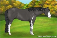 Horse Color:Black Sabino 