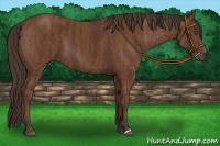 Horse Color:Bay  Brindle