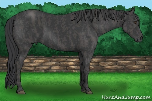 Horse Color:Black  Brindle