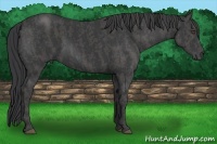 Horse Color:Black  Brindle