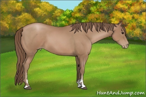 Horse Color:Black Pearl Sabino 