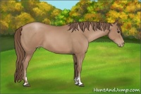 Horse Color:Black Pearl Sabino