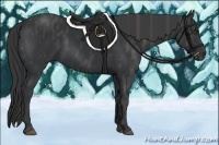 Horse Color:Black  Brindle