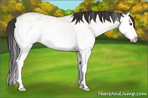 Horse Color:White Spotted Buckskin Dun Splash Rabicano 