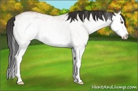 Horse Color:White Spotted Buckskin Dun Splash Rabicano