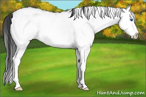 Horse Color:White Spotted Smoky Grullo Splash Rabicano 