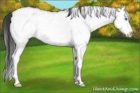 Horse Color:White Spotted Smoky Grullo Splash Rabicano