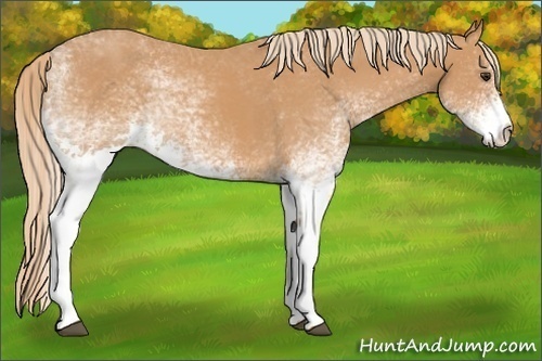 Horse Color:White Spotted Chestnut 